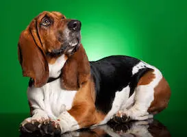 Basset Artesien Normand